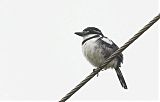 Pied Puffbirdborder=